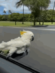 birds-pet.gif