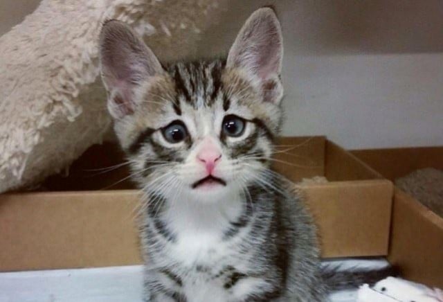 worried-kitten-640x436.jpg