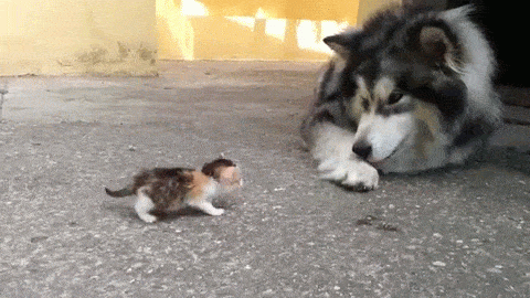 ygd00B.gif