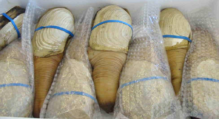 USA%20Geoduck.JPG