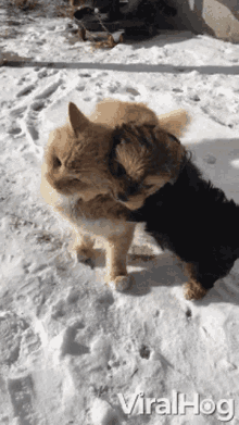 puppy-wants-to-play-with-a-cat-hugging.gif