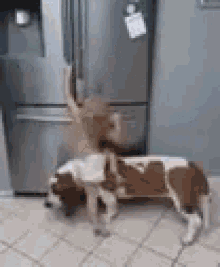 funny-animals-help-me-get-food.gif