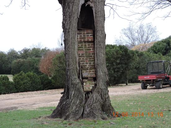 a-unique-brick-tree.jpg