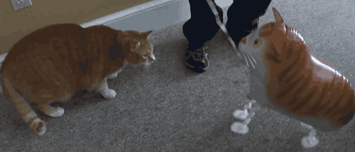 ani_cat-vs-balloon-cat.gif