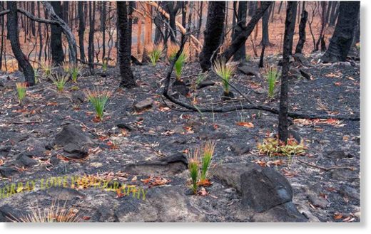 Grass_Regrowing_After_Bushfire.jpg