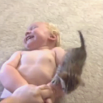 kitten-conquers-baby-mountain