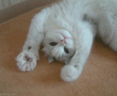 1254130723_cat_paws.gif