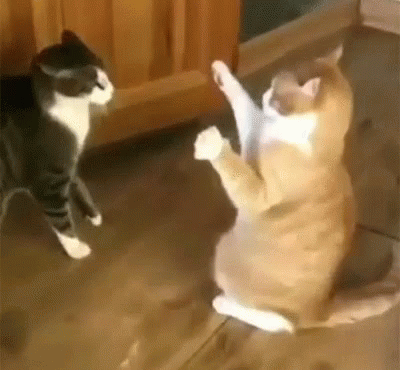 b3fef669ae866655eee51d59728e9065.gif
