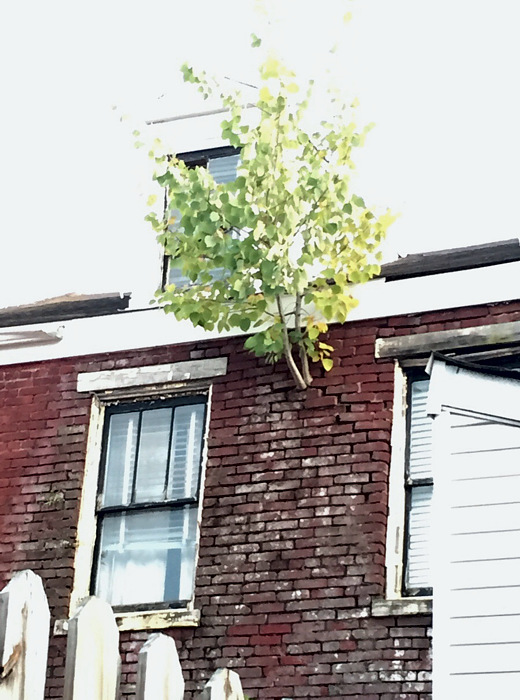tree-grows-from-wall.jpg