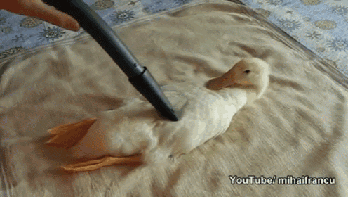 birds-ducks.gif
