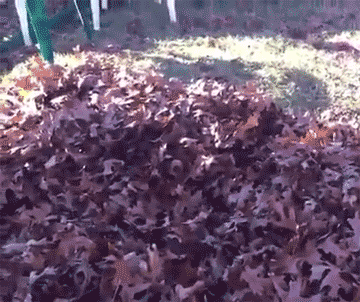 1bf86c0f42e53417dad5dadc655618e0.gif