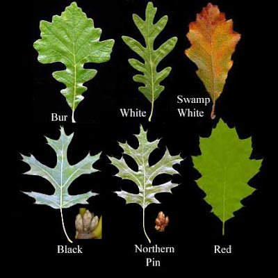 Oak06.jpg