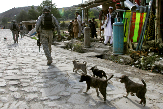 Afgh-dogs-paktia.jpg