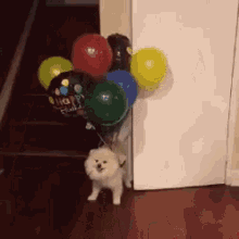 dog-fly.gif