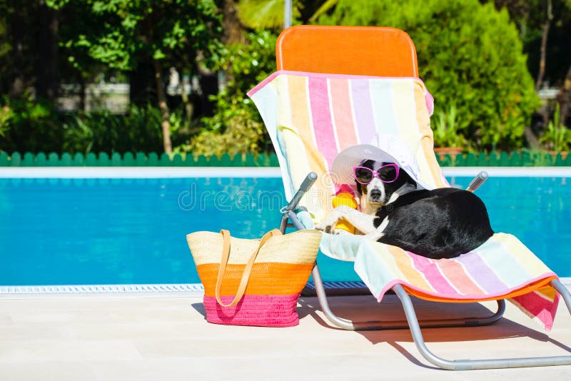 funny-dog-resting-summer-vacation-deck-chair-wearing-sunglasses-swimming-pool-41058935.jpg