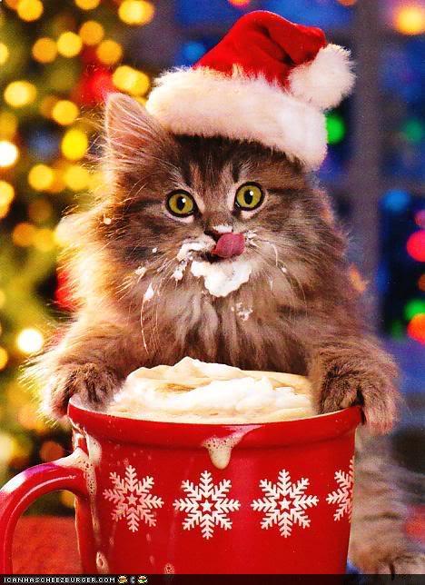funny-pictures-christmas-cats.jpeg