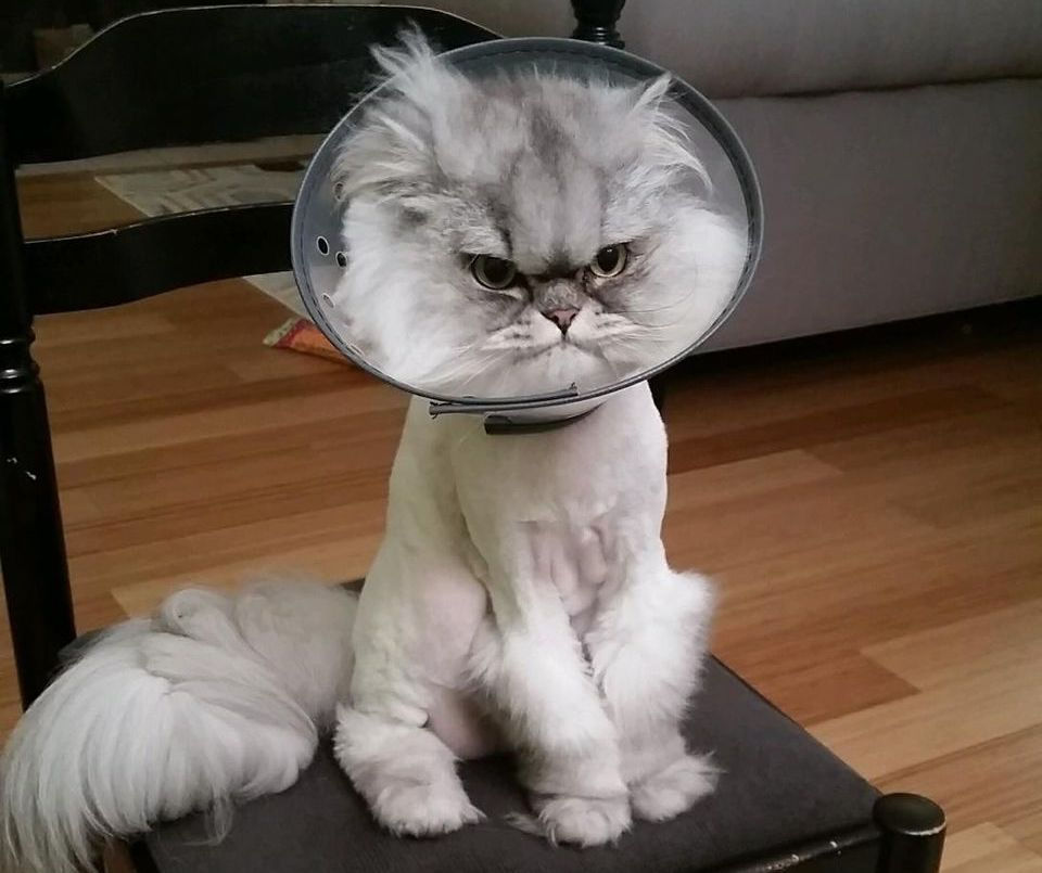 688_alberttheconecat.jpeg