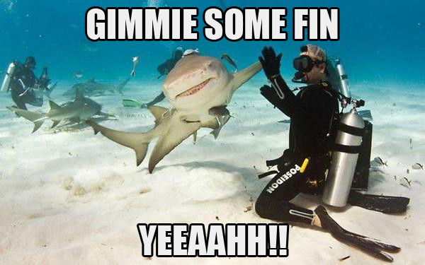 Shark-Hi-5.jpg