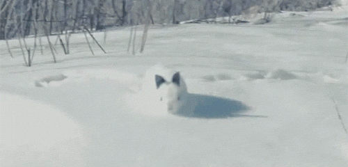 auC7QZC.gif