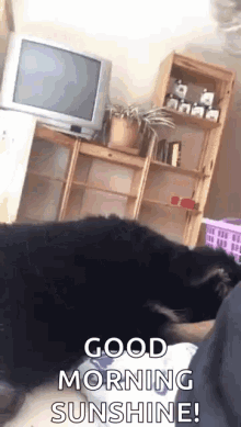 dog-cute.gif