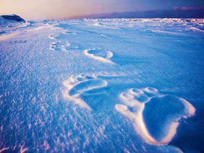 polar-bear-tracks.jpg