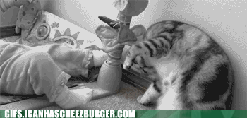animal-gifs-headstand