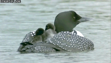 loon-pontoon