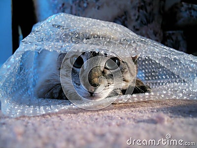 cat-bubble-wrap-02949.jpg