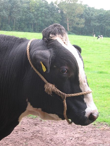 450px-Koe_kop.JPG