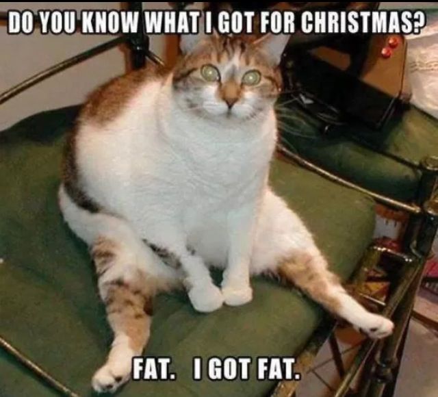 funny-christmas-cats-photos-11.jpg