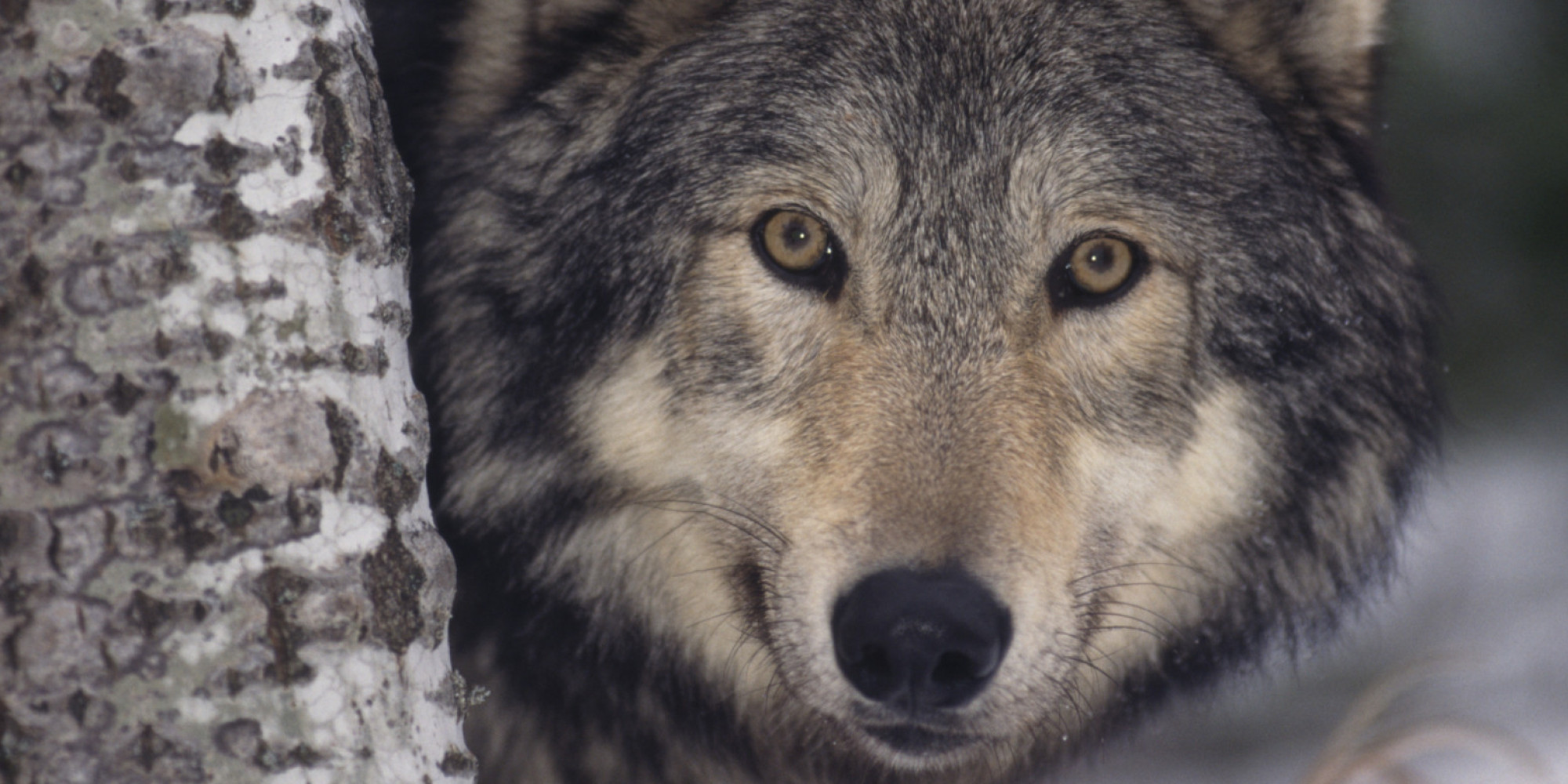 o-GRAY-WOLF-facebook.jpg