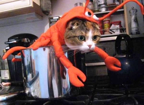 15-hilarious-cats-in-costumes-lobster-cat.jpg