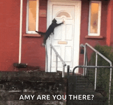 knock-knock-cat-knock-door.gif