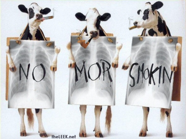 smoking_cows.jpg