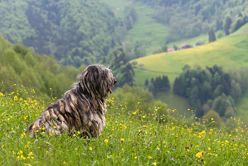 DOG_01_KH0034_01_P.JPG