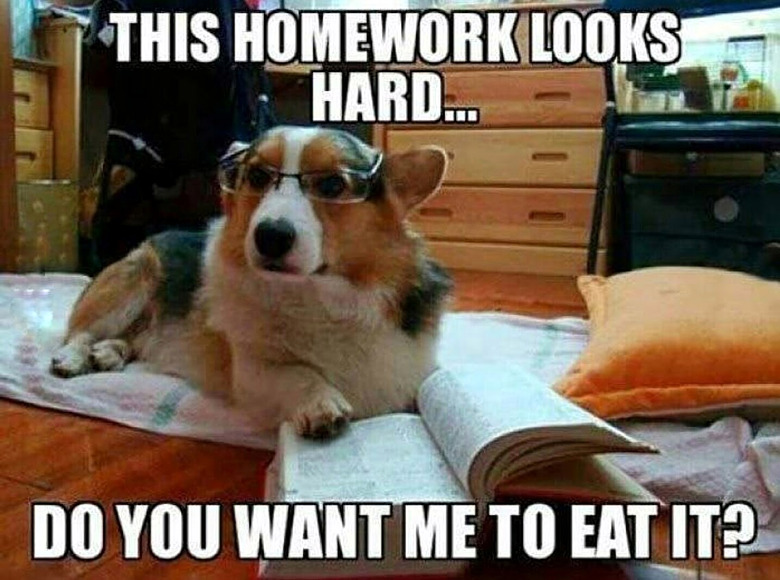 dog-offers-to-eat-homework.jpg