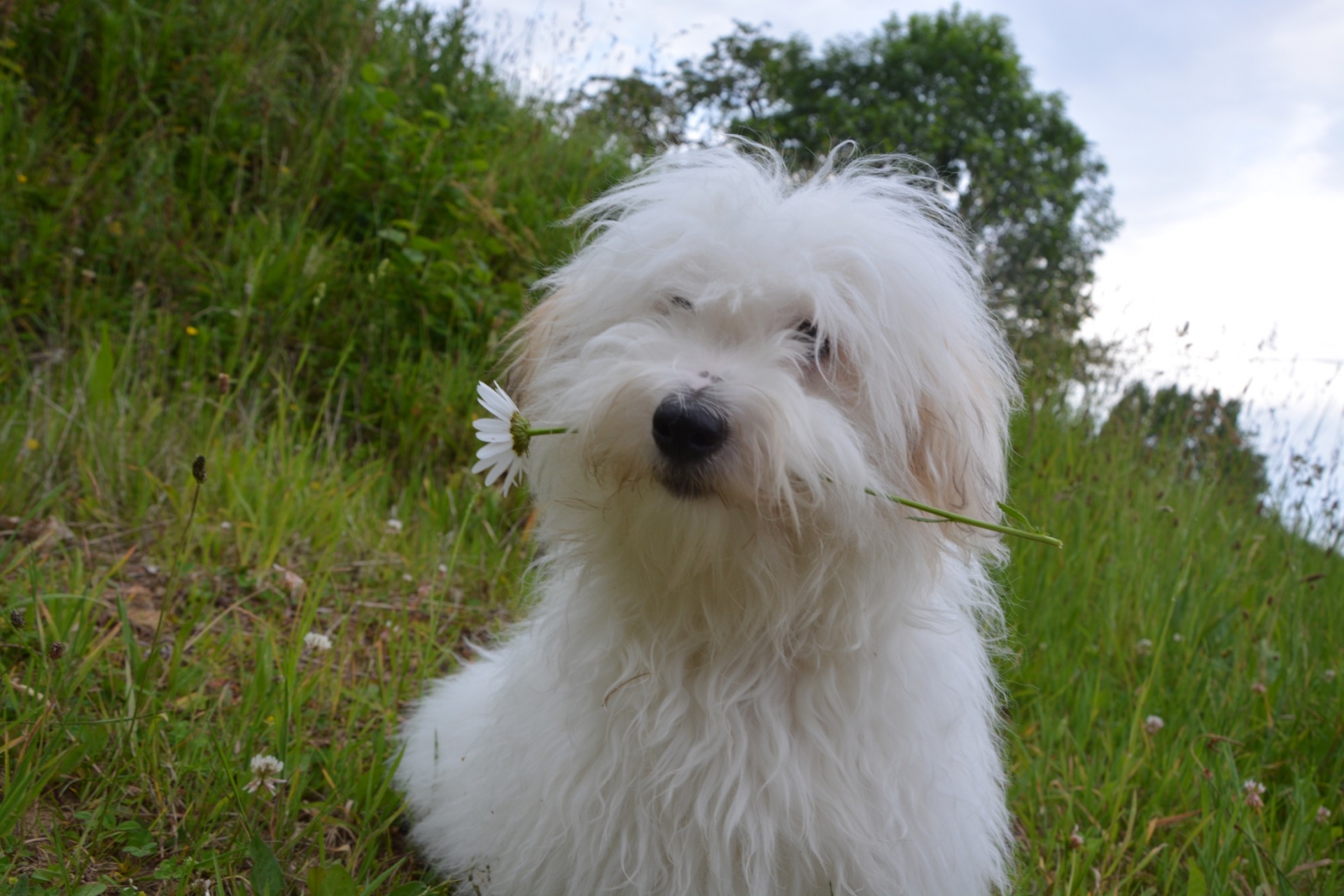 chien-coton-de-tulear-1496218055Bkl.jpg
