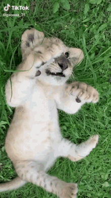cute-animals-tik-tok.gif