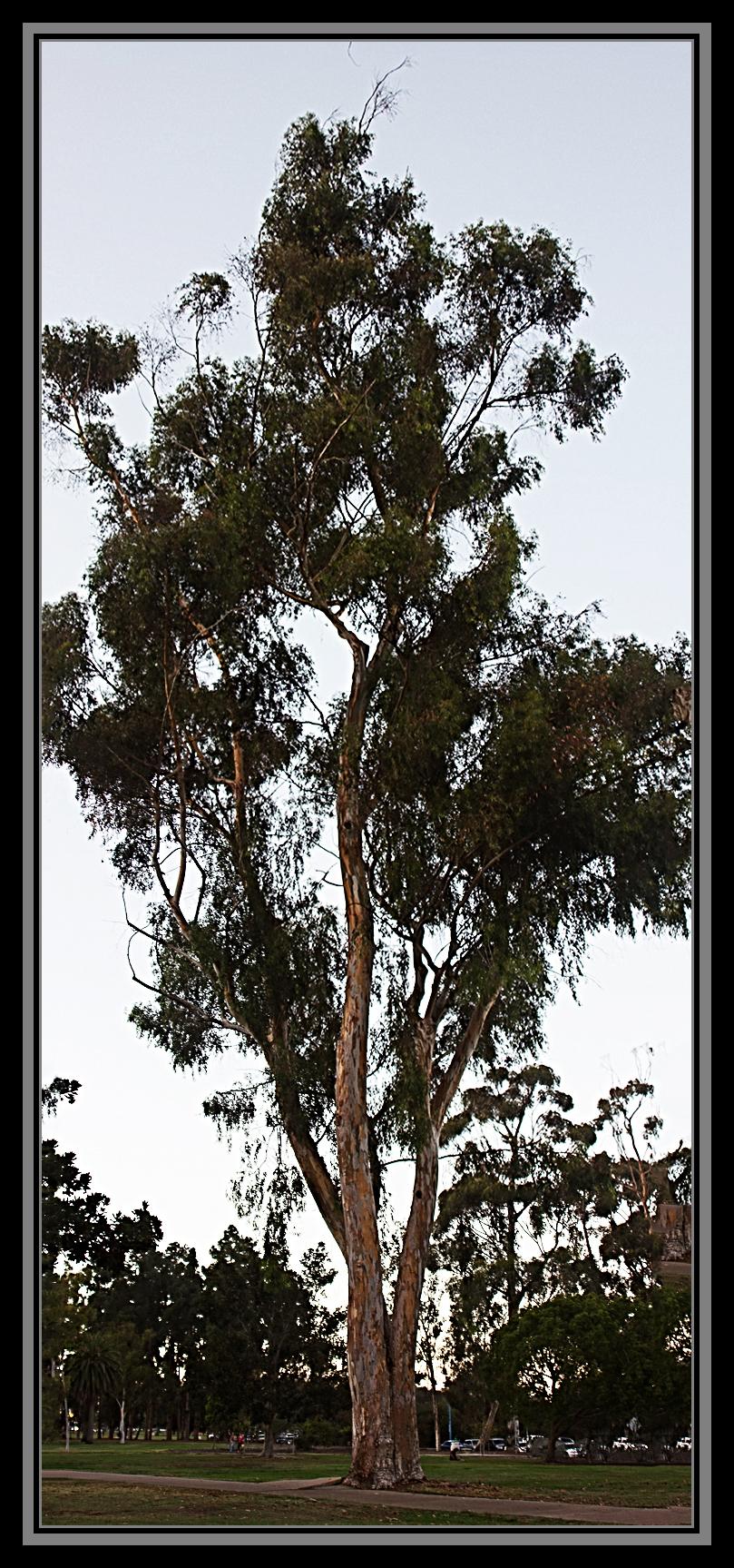 eucalyptus-panorama.jpg