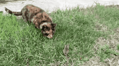 014af42c09ee15271416d3f500c58f9134ee0029r1-400-225_hq.gif