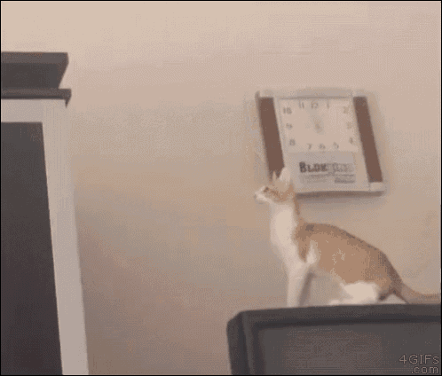 cat-jump.gif