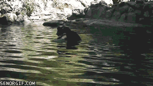 pig-helps-goat-get-out-of-the-water