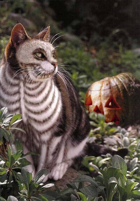 painted+cats5.jpg