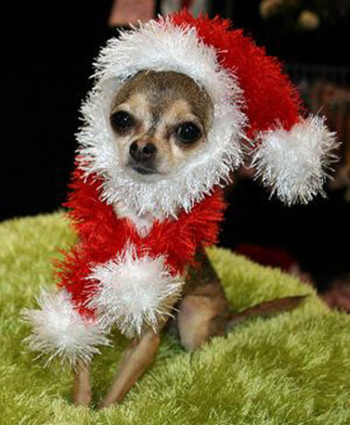 chihuahua-christmas.jpg