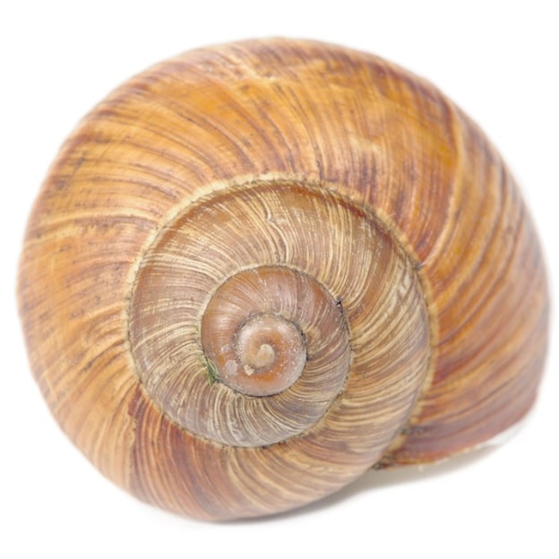 Anatomy_624.jpg