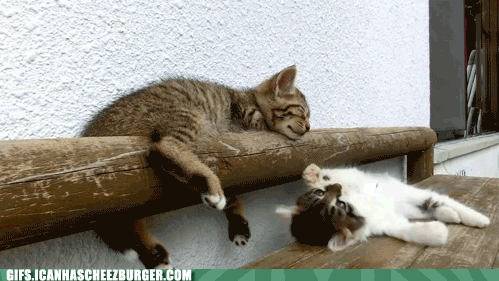 m5xO7dAd6Uq6V4v6HwRKeA2.gif