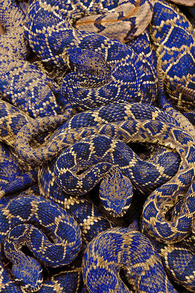 blue%20snakes-L.jpg