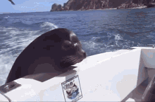 seal-boat.gif