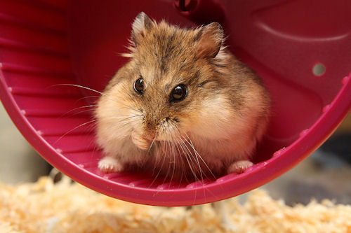 hamster-wheel.jpg