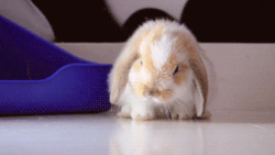 4M4i.gif